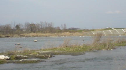 白鳥の川 白鳥の川